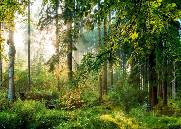 Wald als nachhaltige Rohstoffquelle für Pellets aus Österreich