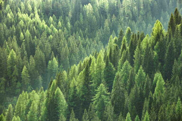 Pellets aus gesunden österreichischen Wälder © Adobe Stock